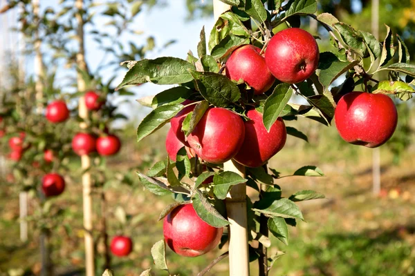 Pek çok kırmızı elmalı Şubesi — Stok fotoğraf