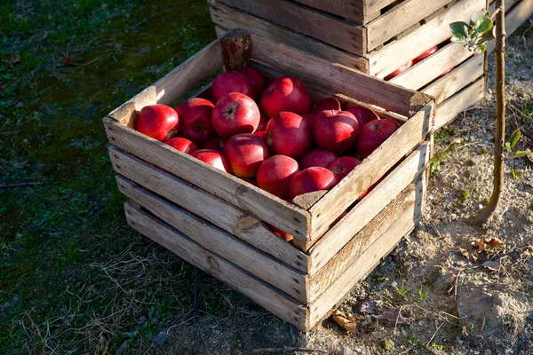 Eski bir ahşap sandık elma — Stok fotoğraf