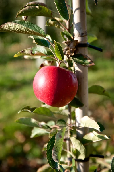 Bir Kırmızı elma ile şube — Stok fotoğraf