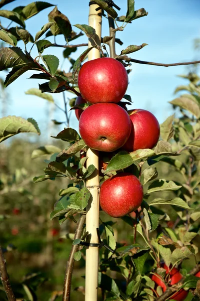 Kvist med mange røde epler – stockfoto
