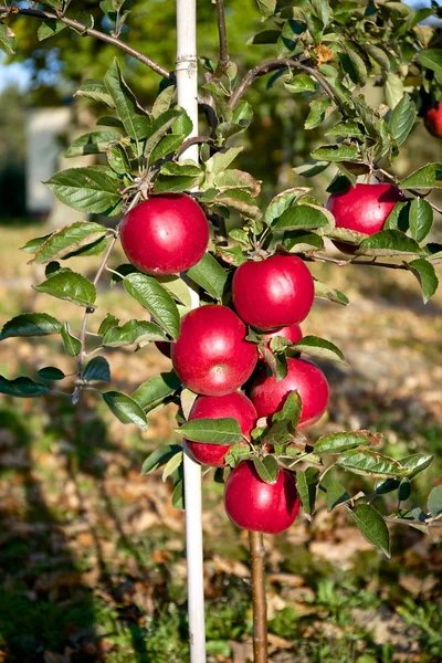 Pek çok kırmızı elmalı Şubesi — Stok fotoğraf
