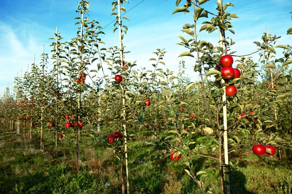 Epleungt tre – stockfoto