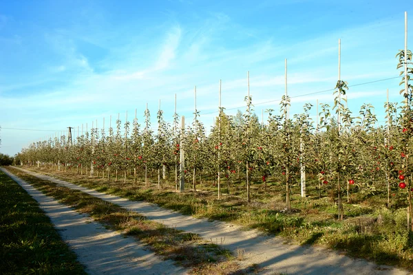 Beplantning med unge epletrær – stockfoto