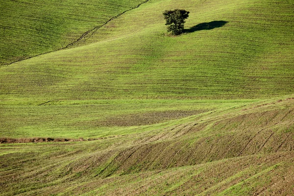 Campo Toscano, Paisagem italiana — Fotografia de Stock