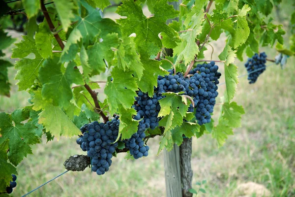 Uvas de vino tinto sobre vid vieja — Foto de Stock