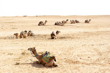 Develer, Sahara çöl, Tunus