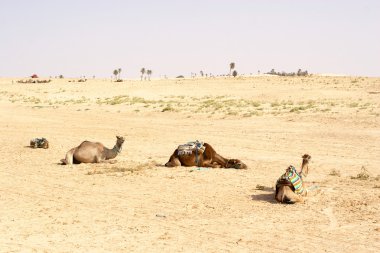 Develer, Sahara çöl, Tunus