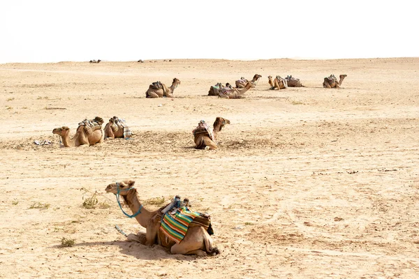 Cammelli, deserti del Sahara, Tunisia — Foto Stock