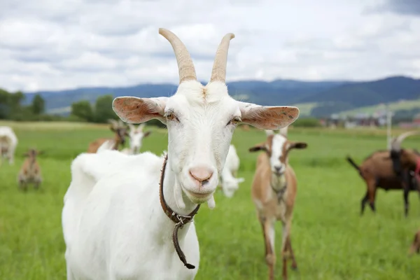 Goats family — Stock Photo, Image
