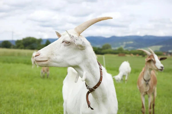 Família das cabras — Fotografia de Stock