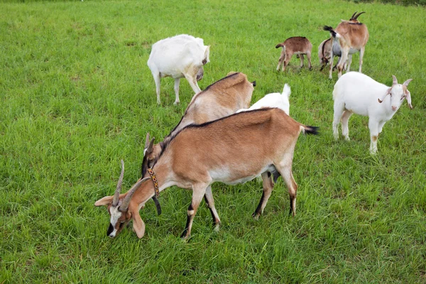 Família das cabras — Fotografia de Stock
