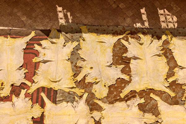 Dried animal hides lay on the ground in Fes, Morocco, highlighting the traditional leather tanning process. Sunlight enhances the yellowish color of the hides, creating a unique scene
