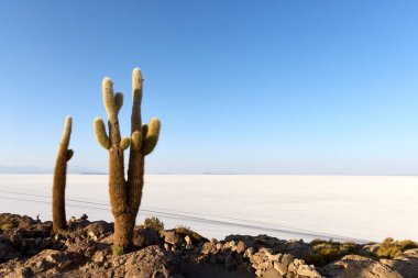 Kayalık zeminde belirgin üç kardon kaktüsü duruyor. Arkasında, Salar de Uyuni 'nin uçsuz bucaksız, beyaz alanı Bolivya' da açık mavi bir gökyüzünün altında ufka uzanır..