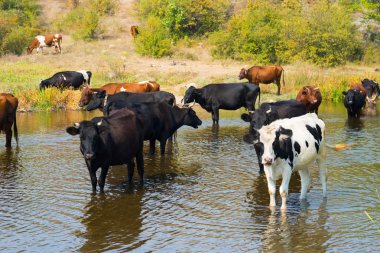 İnek Sürüsü nehre