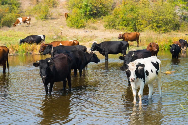 İnek Sürüsü nehre