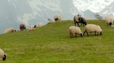Karadağ otlaklarda Panoraması, koyun (alps otlatmak.)