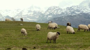 Karadağ otlaklarda Panoraması, koyun otlatmaya 