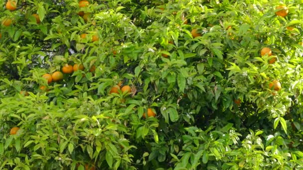 El árbol en el que crecen las naranjas — Vídeos de Stock