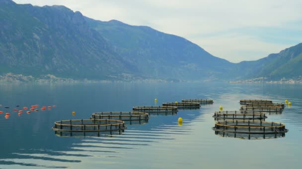 Fish farm for salmon growing in open sea water — Stock Video