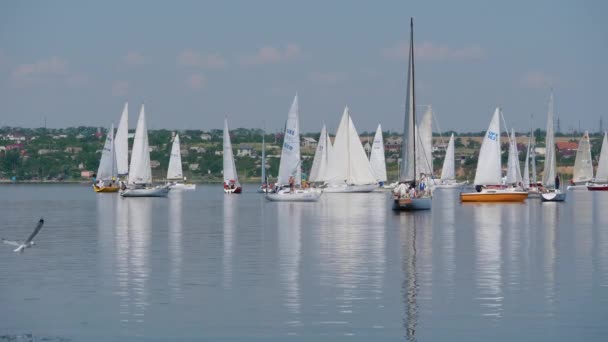 Rotary Sails International Charity Regatta Ukrayna Nın Nikolaev Kenti Eylül — Stok video