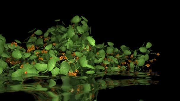 Animation Branch Plant Flowers Lowered Water — Vídeos de Stock