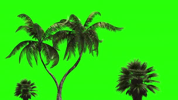 三棵棕榈树 绿色背景 彩色键的绿色屏幕 — 图库视频影像