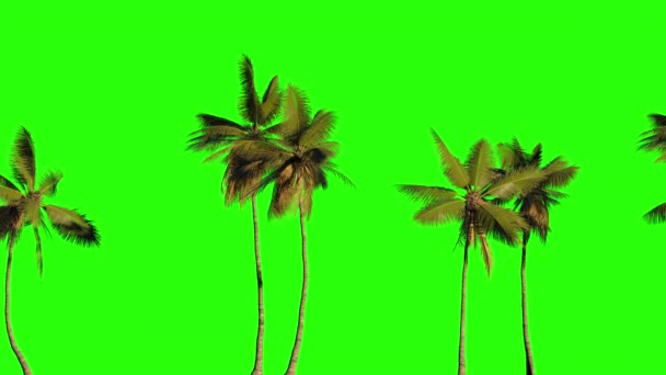 许多棕榈树的3D图例站在绿色背景的一条线上 按键或切割的动画 — 图库视频影像