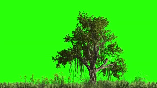 Китайское Дерево Баньян Подобно Дубу Зеленом Экране Травой Анимация Ключей — стоковое видео