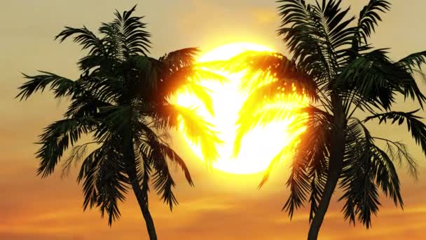 Beautiful Sunset Sun Setting Palm Trees Sea — 비디오