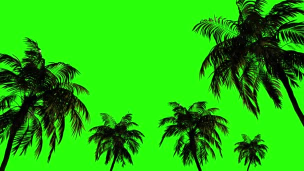 Palme Tropicali Nel Vento Isolati Sfondo Verde Blank Animazione Digitazione — Video Stock