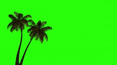 Rüzgarda sallanan iki palmiye ağacının yeşil bir ekranda canlandırılması. Yeşil ekran anahtarlama için iyidir. 