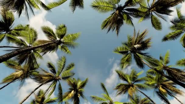 Animation Tropical Forest Palm Trees Bottom View Foliage Sky Clouds — Stock Video