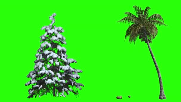 Animatie Van Een Kerstboom Een Palmboom Een Groen Scherm Groen — Stockvideo