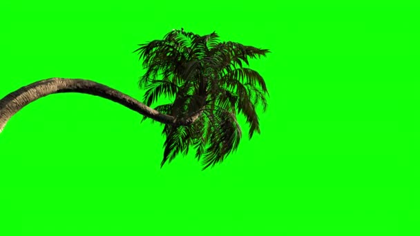 Animatie Van Hoge Kwaliteit Van Een Palmboom Wind Groen Scherm — Stockvideo