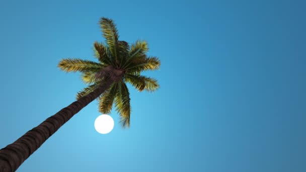 Sun Moves Sky Leaves Palm Tree — Stock Video