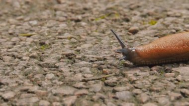 Slug yavaşça sürün