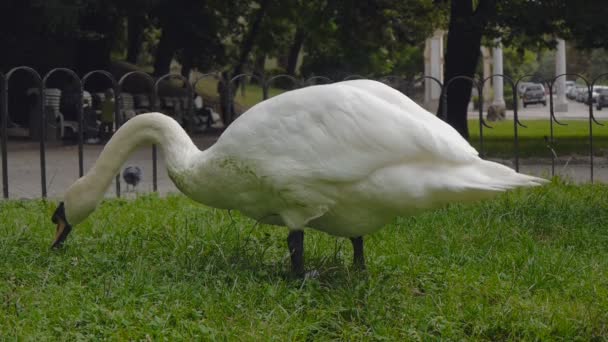 Swan μισοντα ψηφιολέξης χόρτο και τρώει — Αρχείο Βίντεο