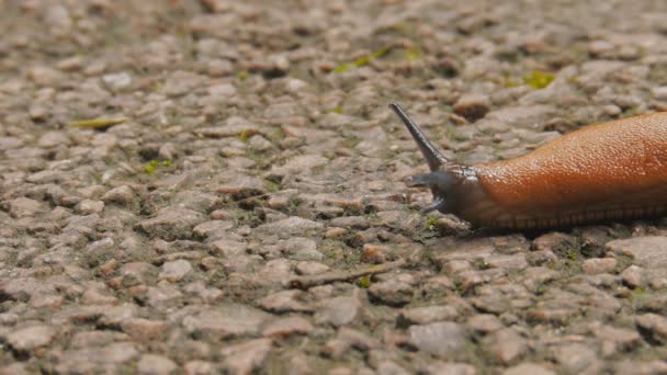 Slug повільно повзти — стокове відео