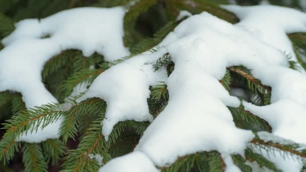 新的一年，冬天背景 — 图库视频影像