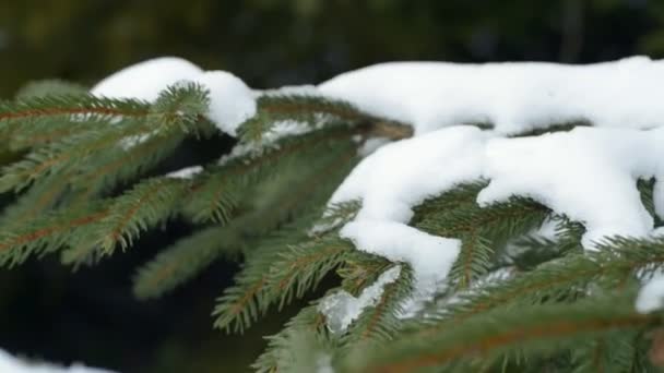 Año Nuevo, fondo de invierno — Vídeos de Stock