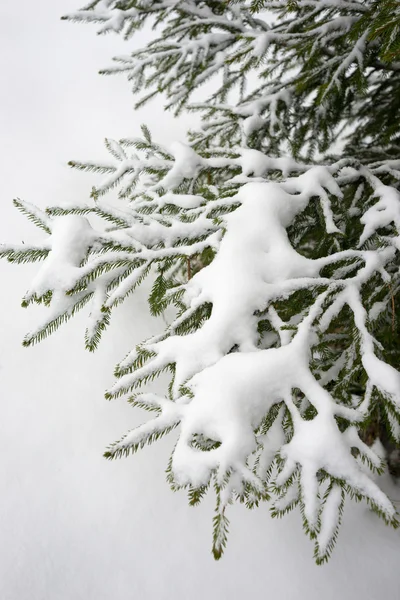 The branch of a Christmas tree in the snow Royalty Free Stock Photos