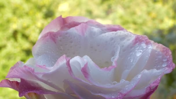 Rosa naturale cinese — Video Stock