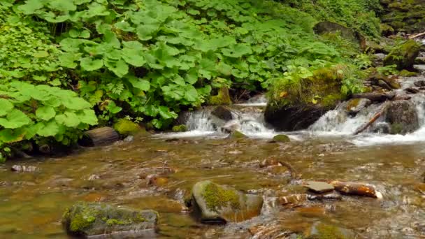 Vízesés a hegyekben, Pylypets falu közelében — Stock videók