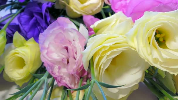 Natural Japanese rose in the dew rotation. Macro — Stock Video