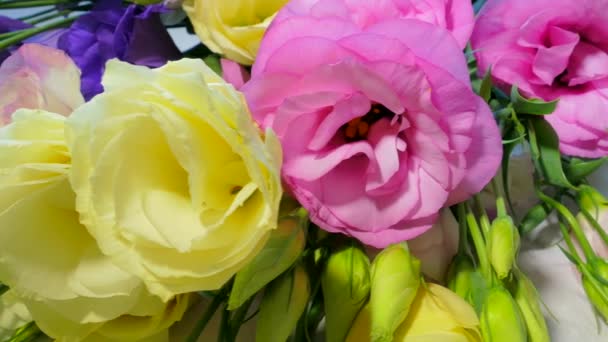 Natural Japanese rose in the dew rotation. Macro — Stock Video