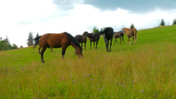 A herd of horses grazing on mountain pasture — Stock Video