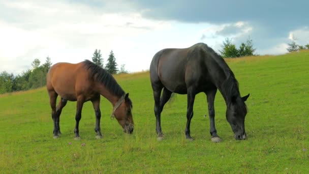 A herd of horses grazing on mountain pasture — Stock Video