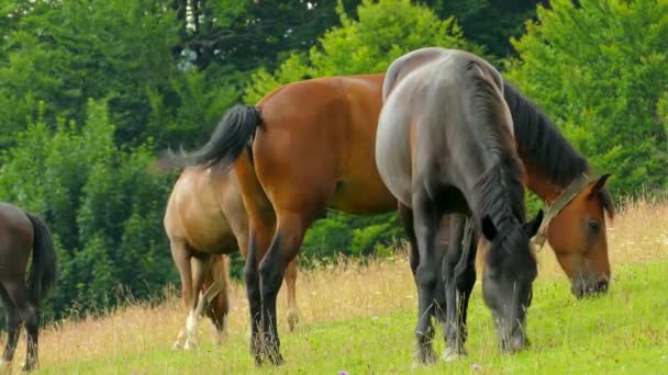 Стадо коней, що пасуться на пасовищах гір — стокове відео
