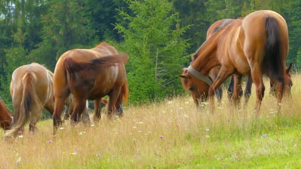 En flock hästar betar på sommarbete — Stockvideo