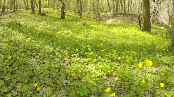 Voorjaarsbloemen in het weiland — Stockvideo